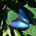 Morpho butterfly Coroico S.JPG