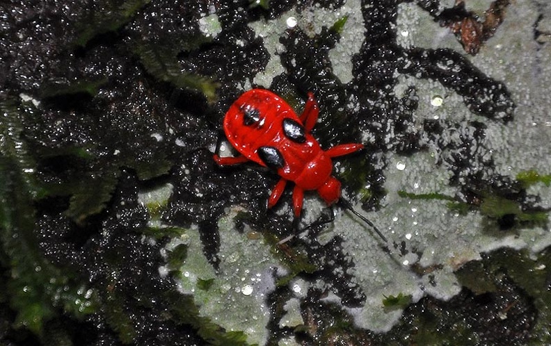 Scarlet Red bug MS.jpg