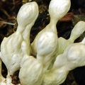 White branched bulbous segmented fungus Chalalan CCr