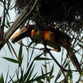 Collared toucan - Pteroglossus torquatus Ms.jpg