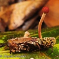 Ophiocordyceps amazonica side Rio Claro DW Ms.jpg