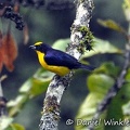 Yellow black bird Rio Claro DW Ms.jpg