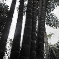Bactris gasipaes palm 