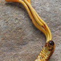 Cordyceps melolonthae Armenia DW MS.jpg