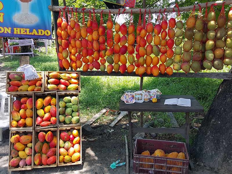 Fruits in Gualanday Ms.jpg