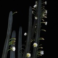Night-blooming Cactus Hotel Kalaka Ms.jpg