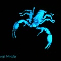 Scorpio in UV light Rio Claro DW Ms-285326843