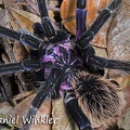 Tarantula back purple RioClaro DW Ms