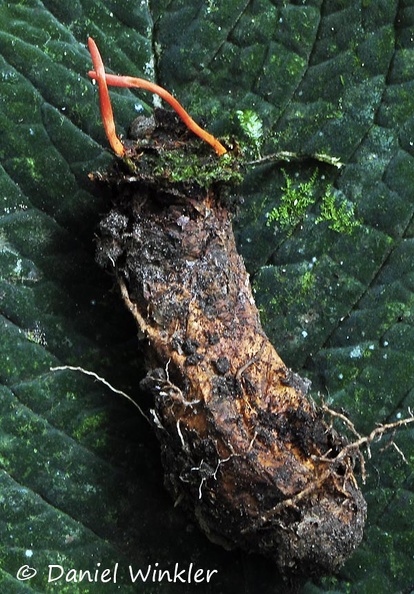 Cordyceps caloceroides excavated Chicaque DW MS.jpg