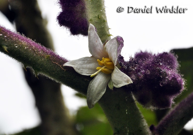 Solanum quitonense Lulu flower DW Ms.jpg