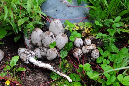 Coprinopsis atramentaria, the ink cap or Tipplers bane, which is also distributed in Europe and North America