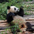 Panda (Ailuropodus melaonleuca) reclining in Chnegdu Panda Breeding Center