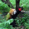 Red Panda (Ailurus fulgens) checking out flower S.jpg