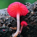 Maybe a gorgeous Mycena seen in Pampadum Shola