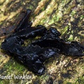 Black Jelly #76 transect DW Ms.jpg