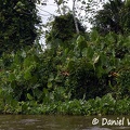 Moco moco Montrichardia arborescens Sipaliwini River DW Ms.jpg