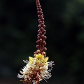 Tachigali paniculata Fabaceae Flower DW Ms.jpg