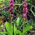 Satyrium nepalense orchid