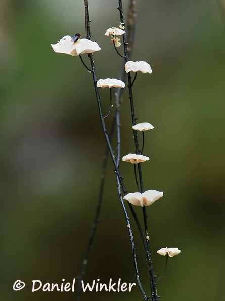 The rhizmorphs of this Marasmius is used by the Yanomami Indians as decoration material when weaving baskets. growing in Rio Claro