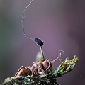 Ophiocordyceps unilateralis growing from a tiny ant in Rio Claro