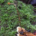 Ophiocordyceps sphecocephala laying on Rigidoporus conk