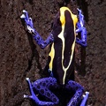 Poison dart frog - Dendrobates tinctorius seen in Tepu 