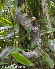 Three-fingered sloths close up climbing