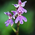 Ponerorchis chusua orchid, Phadjoding