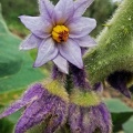 Flowers of Solanum quitoense, the edible and tasty Lulu