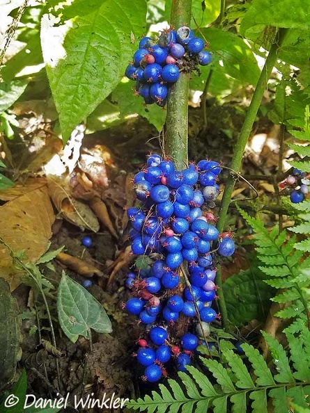 caulifloric Blue berries Rio Claro DW Ms.jpg