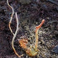 Ophiocordyceps melolonthae giant larva excavated DW Ms.jpg
