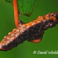 Cordyceps dangling Lepidoptera larva DW Ms.jpg