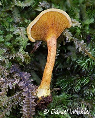 Hygrophoropsis sp. growing in the Quercus humboldtii forest in El Cedro