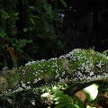 Coprinellus disseminatus trunk Isla de Escondida DW Ms.jpg