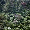 El Cedro forest w Cyathea ferns DW Ms.jpg