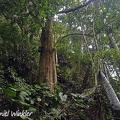 Trigobalanus excelsa forest Charguayaco DW Ms.jpg