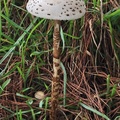 Majestic Macrolepiota colombiana, the Colombian Parasole, a choice edible mushroom growing above Villapinzo.