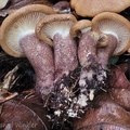 Paxillus sp Display Chivor Cp3 ed Detail young DW Ms.jpg