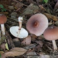 A Leucoagaricus species growing near Yopal