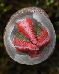 Clathrus archeri egg with jelly layer removed showing the underside of the tentacles and immature gleba