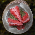 Clathrus archeri egg with jelly layer removed showing the underside of the tentacles and immature gleba