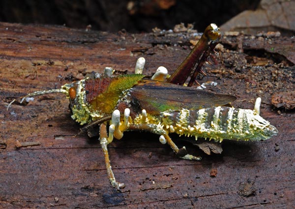Cordyceps grasshoper S.jpg