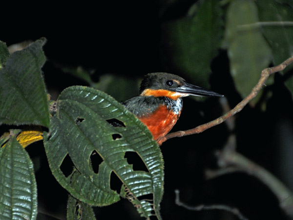 Green-and-rufous Kingfisher (Chloroceryle inda) S.jpg