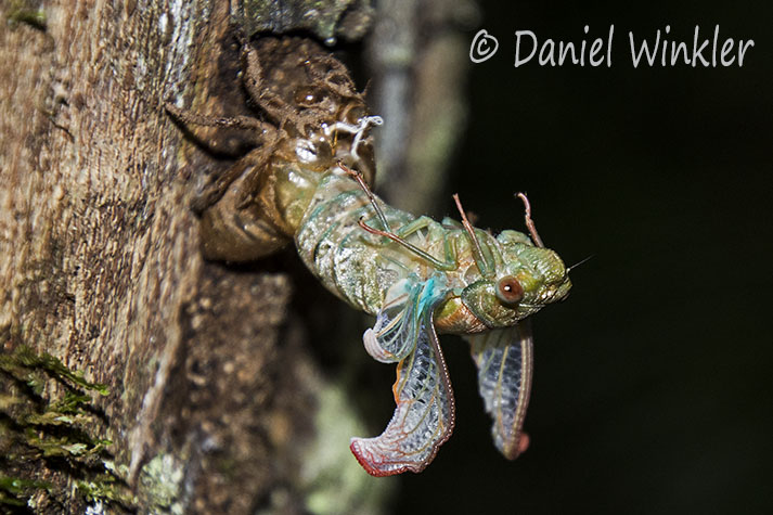 hatching Cicada wings uncurling