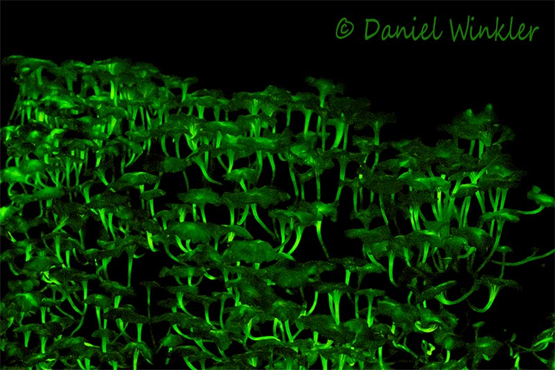 Gerronema bioluminescent Amazon Bolivia