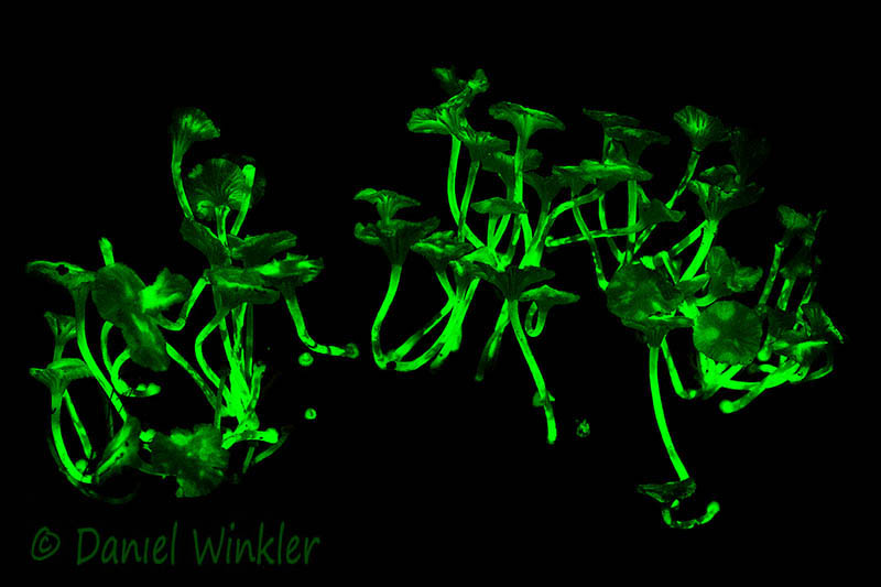 Gerronema bioluminescent