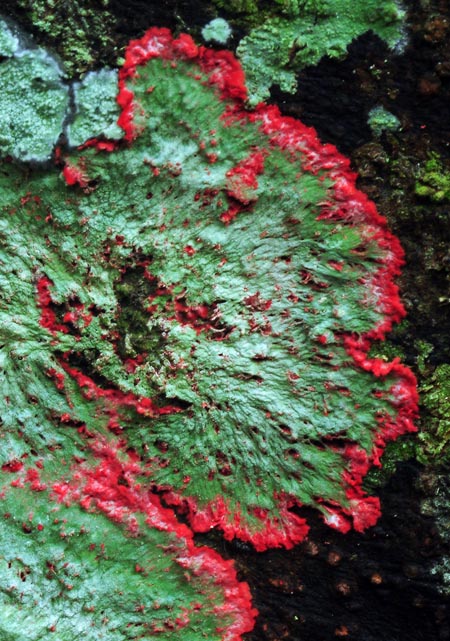 Cryptothecia rubrocincta Christmas wreath lichen