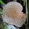 Auricularia delicata underside Rurrenabaque