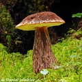 Aureoboletus mirabilis growing in Girdwood, Alaska