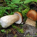 Boletus reticulatus, Lunang Nyingchi Tibet